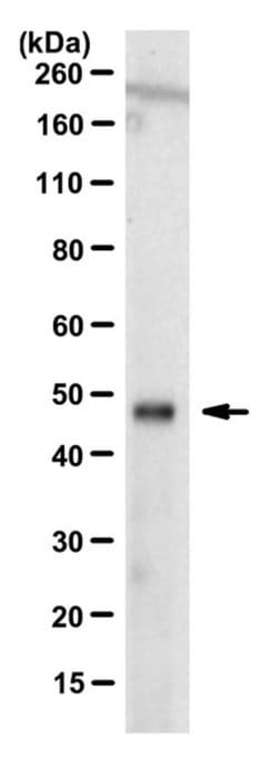 OTUD3, Mouse anti-Human, Clone: 12A6.1, Millipore Sigma 25&mu;g; Unconjugated:Antibodies,